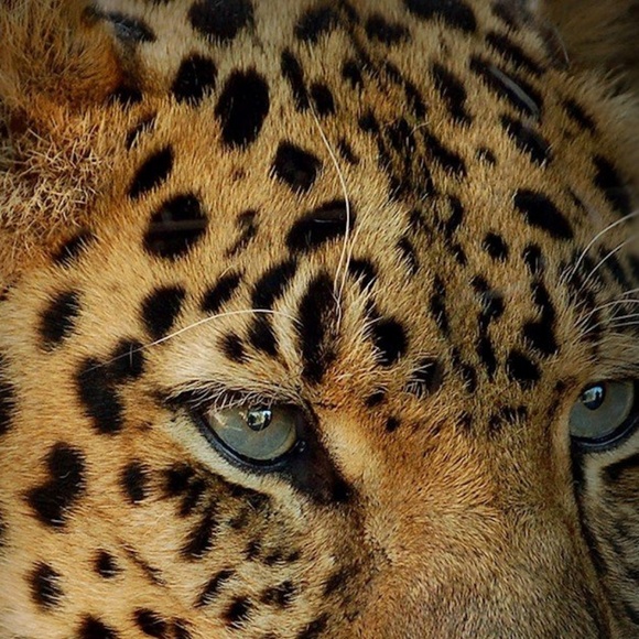 pantherleopard